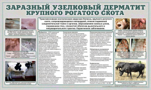 МИНИСТЕРСТВО СЕЛЬСКОГО ХОЗЯЙСТВА ИРКУТСКОЙ ОБЛАСТИ
