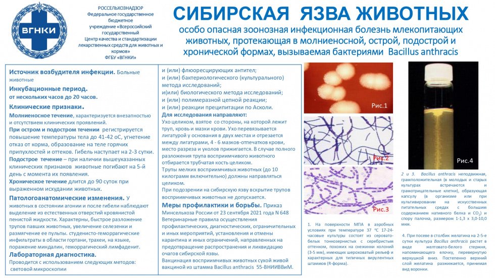 Внимание! Сибирская язва животных